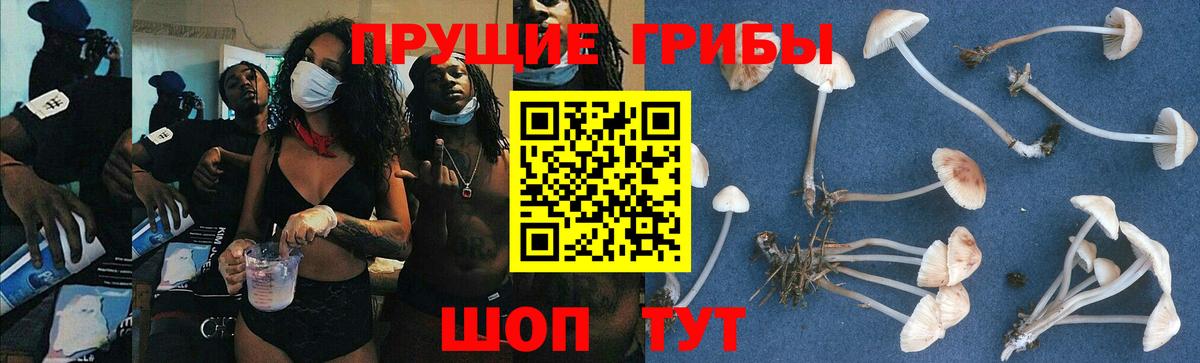 Псилоцибиновые грибы Psilocybine cubensis Майский